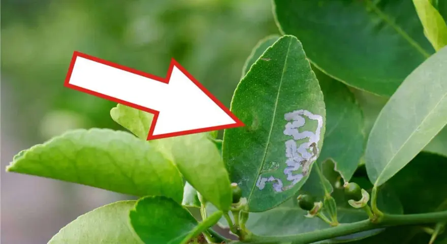 Foglia di agrumi con gallerie di minatrice serpentina. Scopri i rimedi naturali per combatterla.