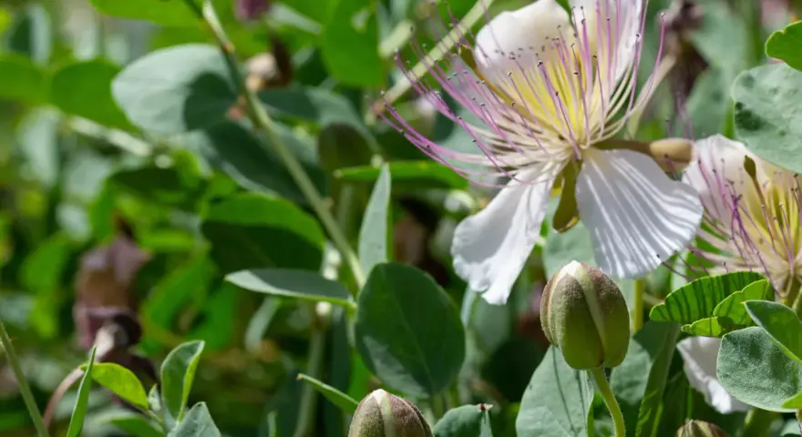 Fiori bianchi e boccioli verdi di cappero, un invito a scoprire quando si seminano i capperi per gustare i loro frutti.