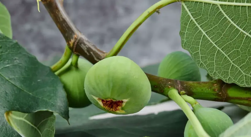 Un ramo di fico con frutti verdi e foglie rigogliose. Una talea di fico in acqua, in attesa di radicare.