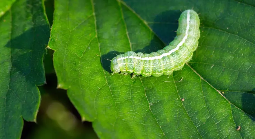 Un bruco verde su una foglia. Scopri come eliminarli con rimedi naturali.