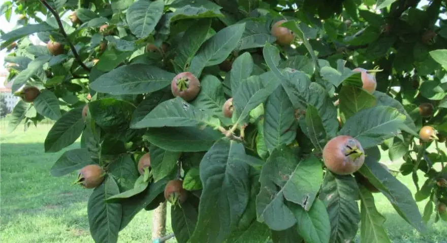 Nespolino maturo su ramo. I noccioli di nespole si possono piantare per far crescere nuovi alberi.