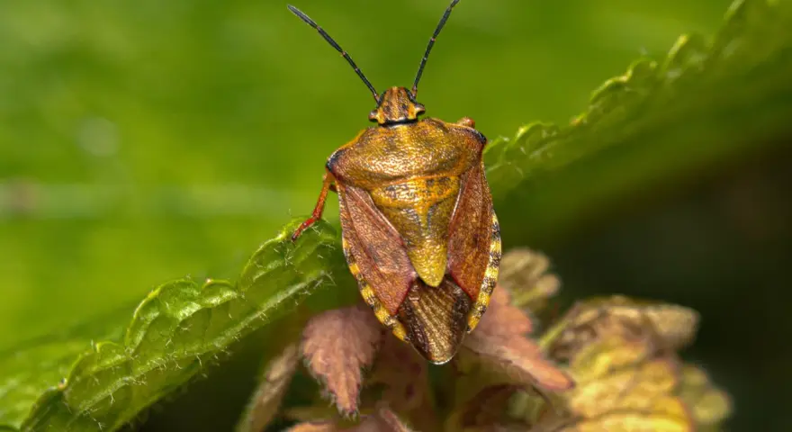 Insetto simile a una cimice, con un corpo marrone dorato e ali screziate, posato su una foglia verde.
