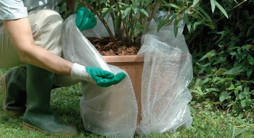 Persona con guanti verdi avvolge una pianta in vaso con pluriball per proteggere le piante dal freddo sul balcone.