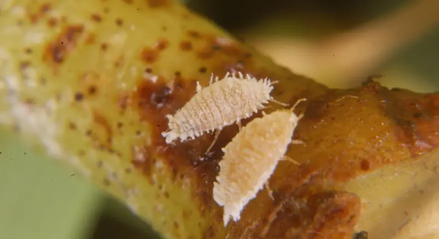 Insetti Planococcus ficus vite su un ramo.