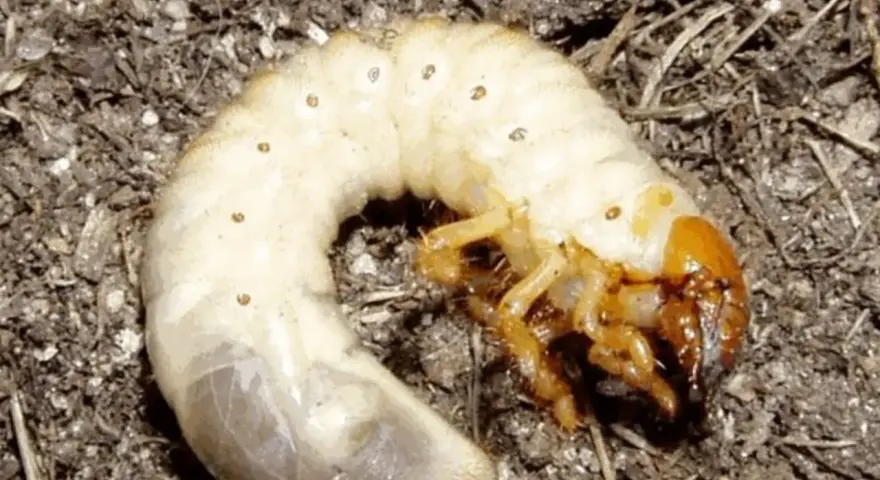 Larve di maggiolino biancastre con zampe gialle, accoccolate nel terreno scuro.