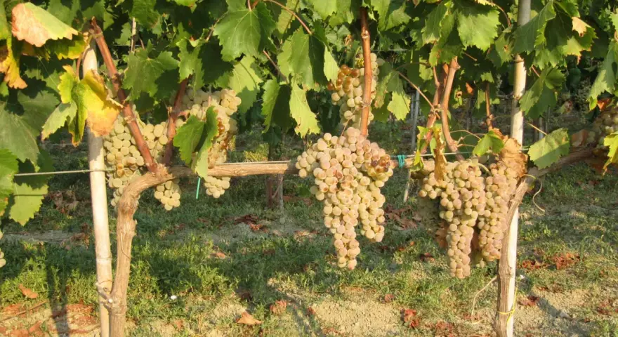 Grappoli d'uva bianca pendono da viti rigogliose, pronte per la potatura verde.