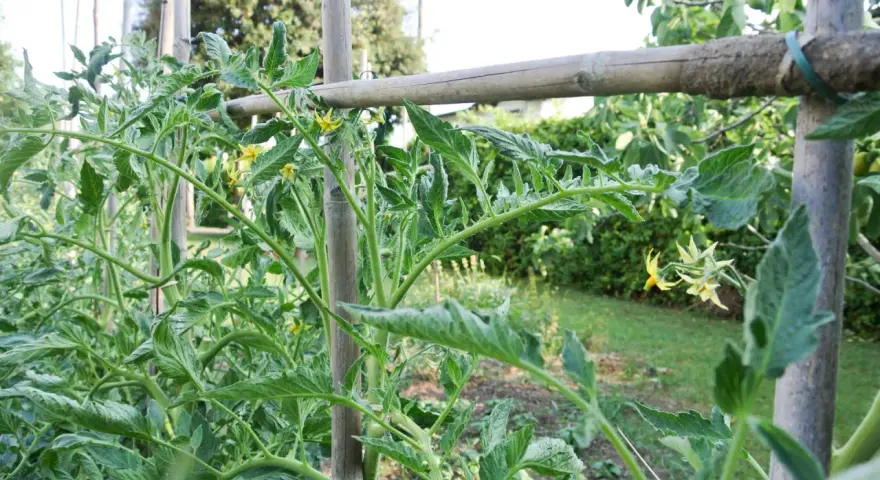 Tomato plants with green leaves and yellow flowers are supported by bamboo stakes.
