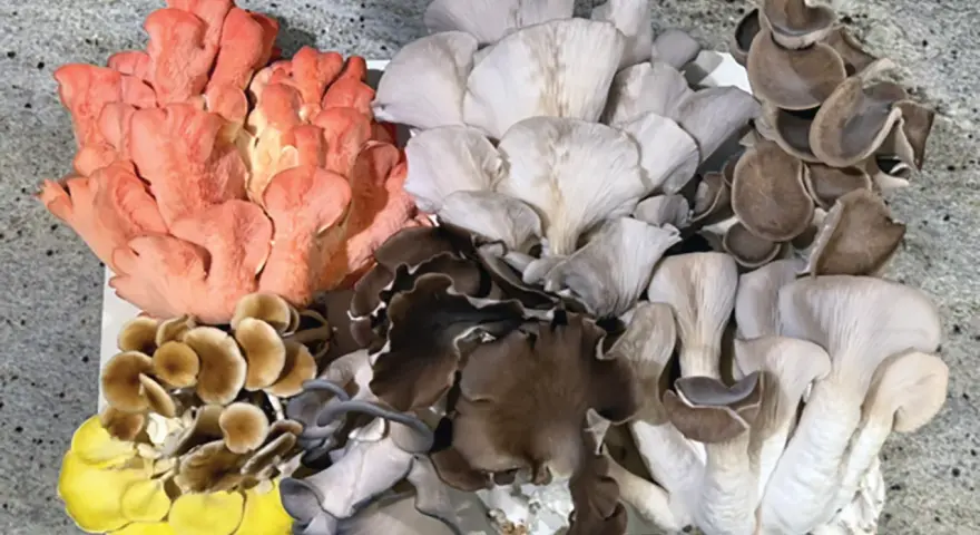 Varietà di funghi ostrica colorati: rosa, gialli, marroni e bianchi. Un esempio di crescita sana, senza malattie fungine.