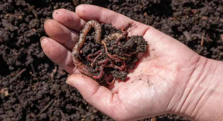 Mano che tiene lombrichi e terra, un esempio di allevamento lombrichi per compostaggio.