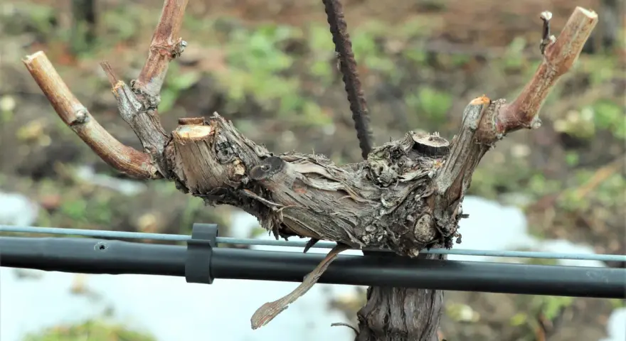 Un robusto tralcio di vite, potato e pronto per la nuova stagione, si staglia su uno sfondo sfocato.