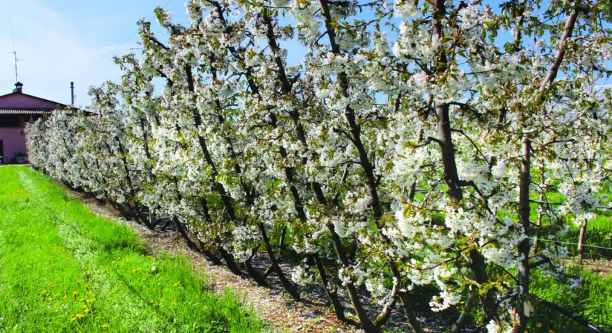Fioritura di ciliegi in un frutteto, con alberi carichi di fiori bianchi e un prato verde. Le foglie del ciliegio sono ancora giovani e verdi.
