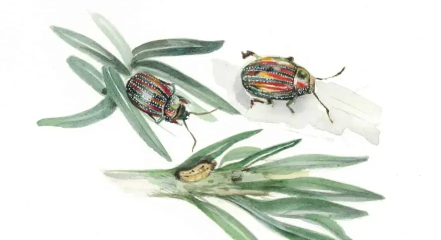 Chrysolina americana, due coleotteri colorati su rami verdi, uno con uova.