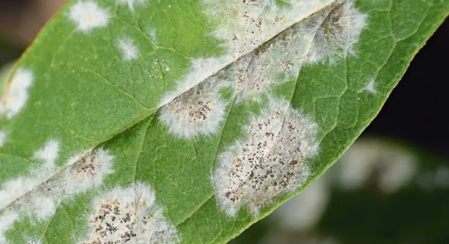 Macchie bianche e grigiastre su foglia verde, indicative di malattie piante. Si vedono spore fungine.