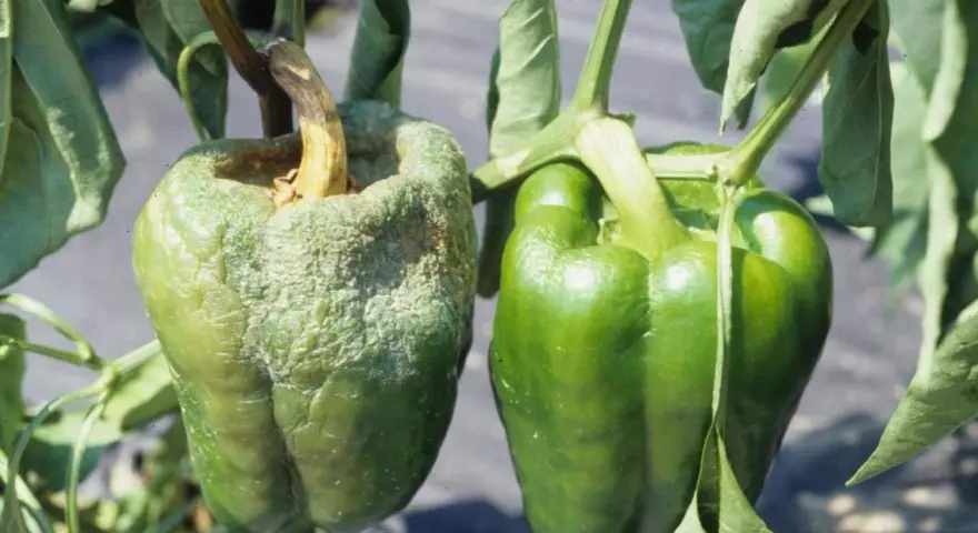 Peperone malato con superficie rugosa e biancastra, a confronto con uno sano e verde. Evidenzia le malattie del peperone.
