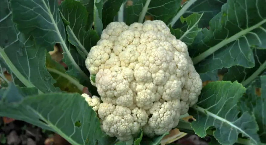 Un cavolfiore bianco e compatto, pronto per essere raccolto, circondato da foglie verdi. Un segno che è il momento giusto quando si piantano i cavolfiori.