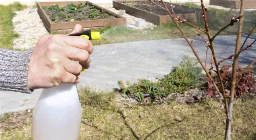 Mano spruzza un albero con una soluzione a base di zolfo contro la monilia, proteggendo le gemme.