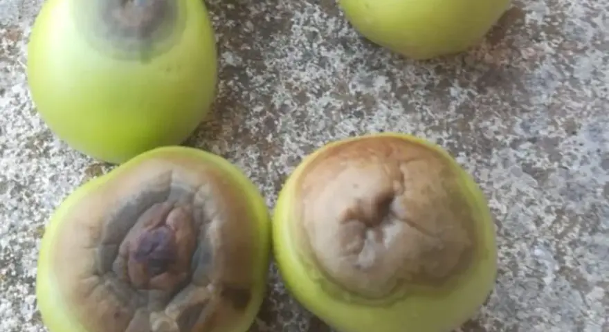 Pomodori verdi con marciume apicale, una macchia scura e infossata alla base.