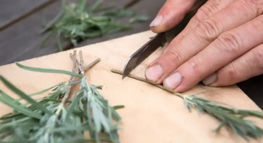 Mani esperte preparano una talea di lavanda, tagliando con cura un rametto su un tagliere di legno.