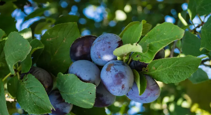 Prugne mature e succose pendono dai rami verdi. Questo è l'albero delle prugne, pronto per essere raccolto.