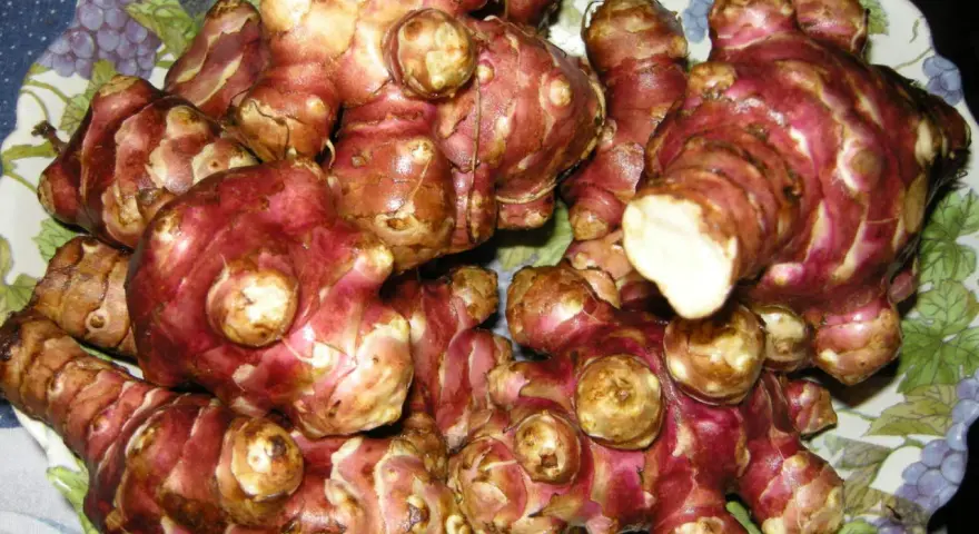 Topinambur appena raccolti, pronti per essere cucinati. Il loro sapore ricorda quello dei carciofi.