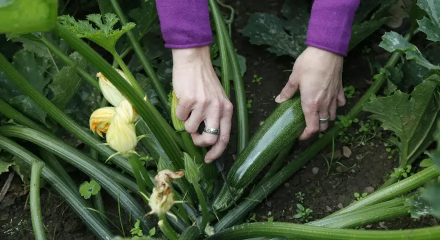 Mani che raccolgono una zucchina matura, un segno che è il momento giusto per raccogliere le zucchine.