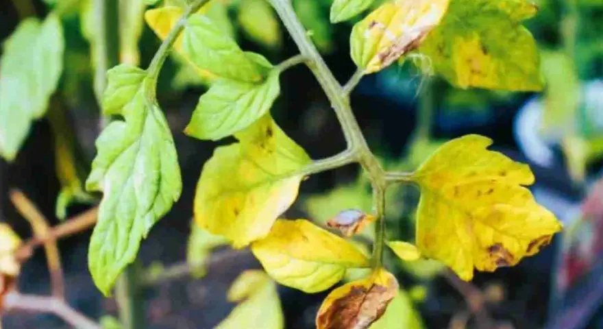 Foglie di pianta di pomodoro ingiallite e secche, con macchie marroni, indicano un problema di salute della pianta.