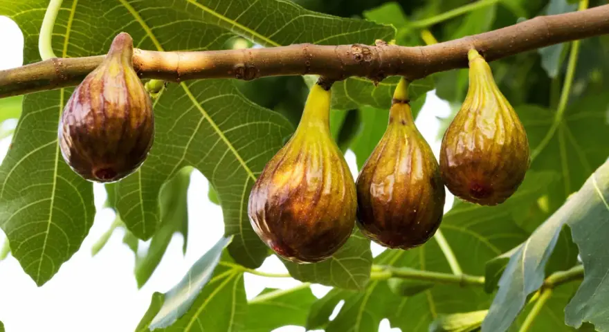 Fichi maturi pendono da un ramo, annunciando il periodo fichi. Le foglie verdi fanno da sfondo a questi dolci frutti.