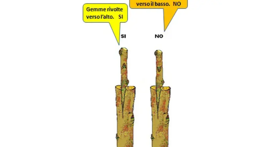 Illustrazione sul corretto innestare: gemme verso l'alto (SI), verso il basso (NO).