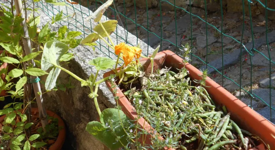 Piantare semi di zucca in vaso: una giovane pianta di zucca con un fiore arancione e fagiolini in un vaso di terracotta.