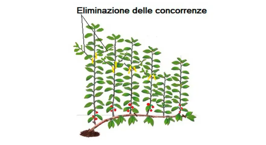 Illustrazione di potatura ciliegio: eliminazione delle concorrenze con tagli gialli e frutti rossi.