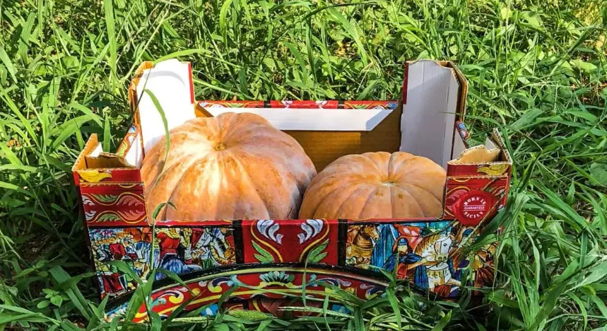 Due zucche di Provenza riposano in una scatola decorata con scene siciliane, immerse nell'erba verde.