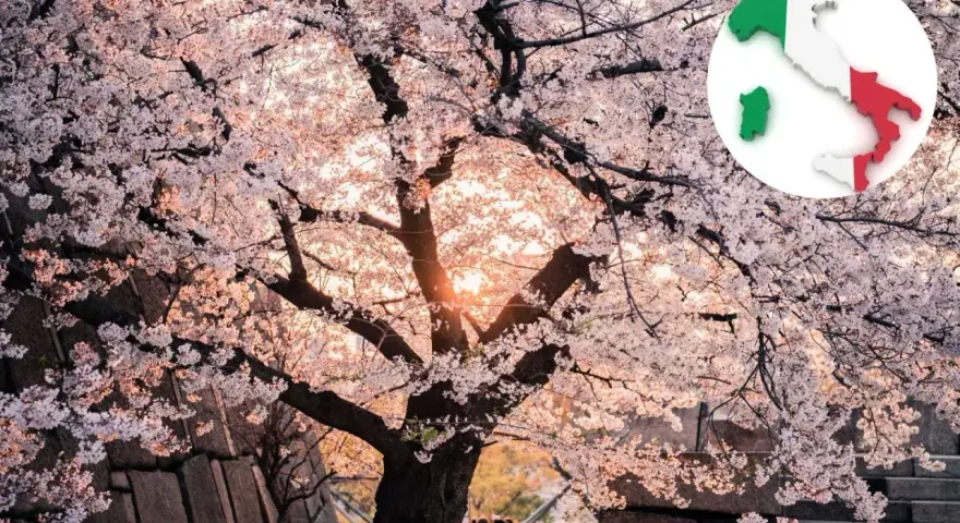 Un maestoso ciliegio in fiore, con i suoi petali rosa che danzano alla luce del tramonto, ricorda la bellezza della primavera italiana.