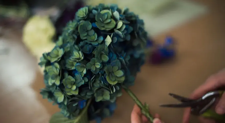 Un mazzo di ortensie blu-verdi, in piena fioritura, viene preparato con delle forbici.