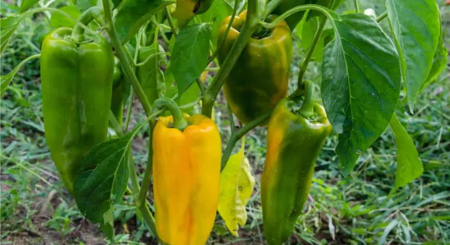 Peperoni verdi e gialli pendono dai rami. La temperatura minima ideale per la loro crescita è di 15°C.