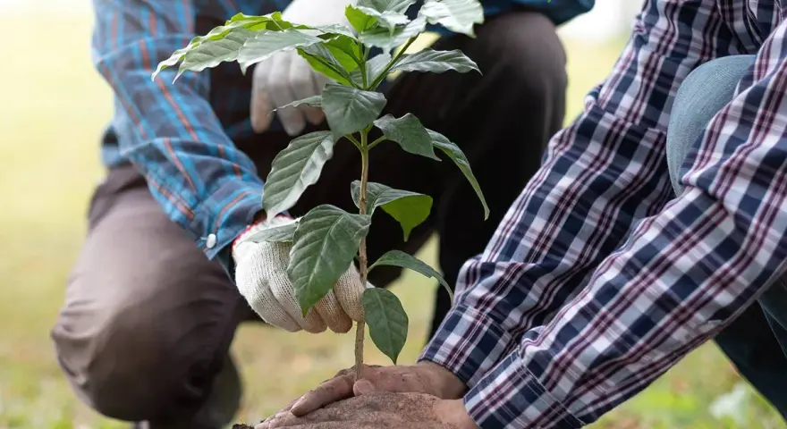 Mani esperte che piantano un giovane albero da frutto. Il momento giusto per piantare alberi da frutto è ora, per un futuro raccolto.