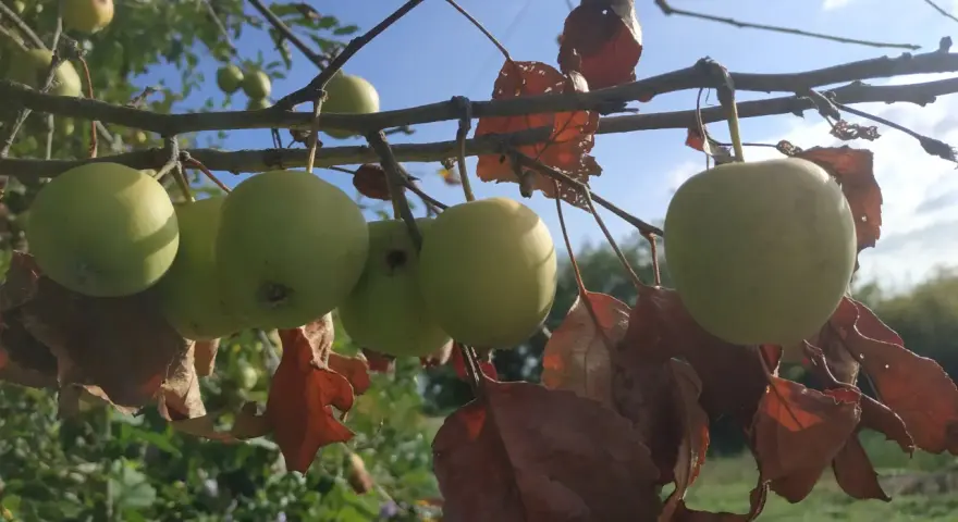 Mele verdi acerbe pendono da un ramo, con foglie secche e marroni. Quanti anni ha la melo? Chissà, ma promette un buon raccolto.