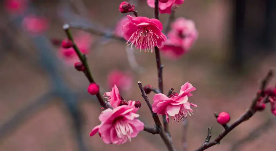 Fiori rosa intenso, forse pesco o ciliegio, con petali delicati e boccioli tondi. La differenza tra fiori di pesco e ciliegio è sottile.
