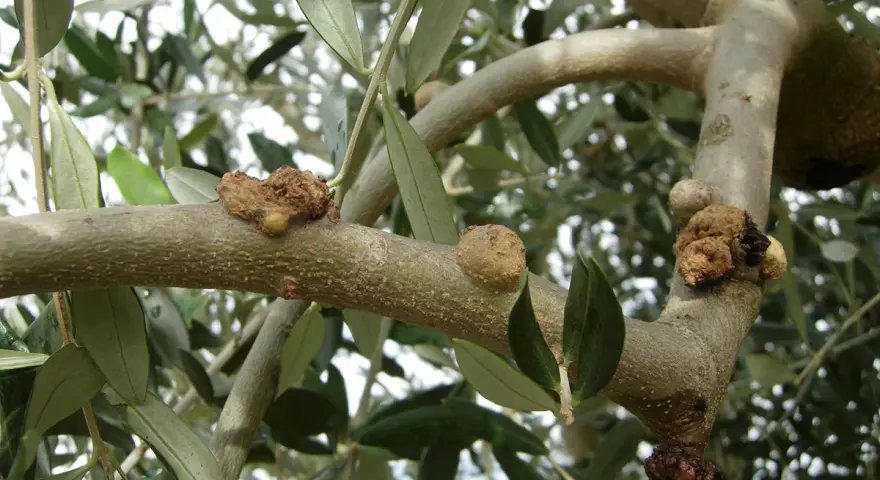 Rami di ulivo con corteccia malata, mostrando escrescenze tumorali sul tronco e sui rami, segno di malattie.