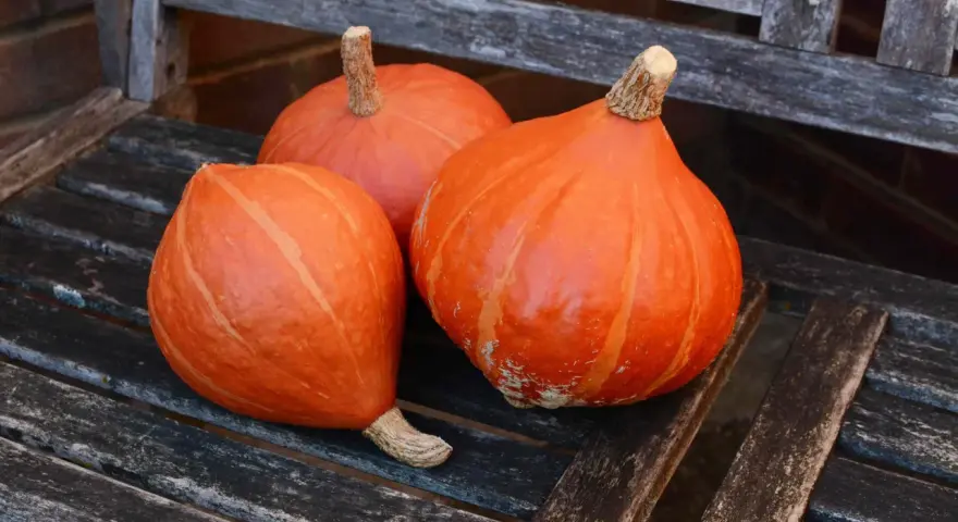 Tre zucche Hokkaido arancioni, con la loro buccia liscia e striata, riposano su una panca di legno consumato dal tempo.