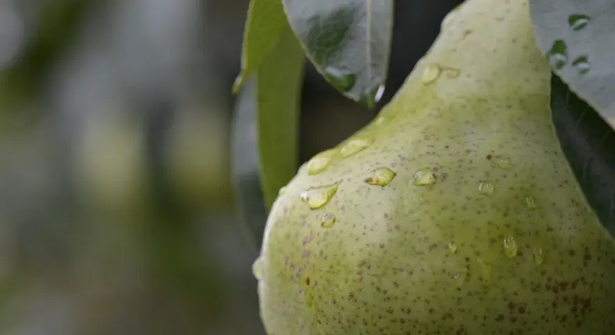 Gocce d'acqua brillano sulla buccia di una pera verde, appesa a un pero albero.
