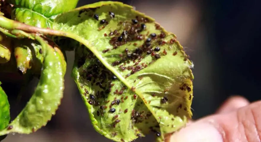 Foglie appiccicose piene di afidi. Si cercano rimedi naturali per liberare le piante da questi parassiti.