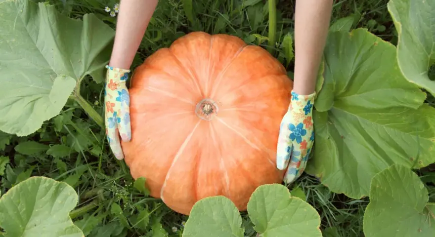 Mani guantate accarezzano una grande pianta di zucca arancione, circondata da foglie verdi.
