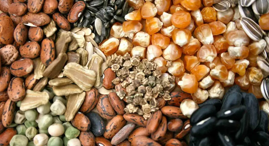 Varietà di semi antichi italiani: fagioli, mais, girasole, piselli e altri.