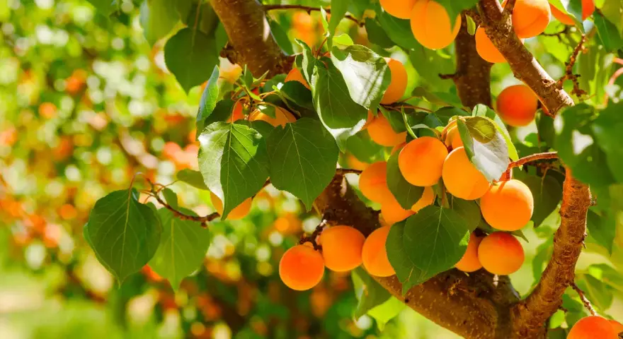 Albicocche mature su un ramo. L'albicocco inizia a fruttificare dopo circa 3-4 anni dalla messa a dimora.