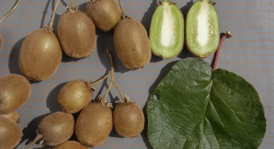 Frutti di kiwi interi e tagliati, con una foglia verde. La coltivazione kiwi è un processo affascinante.