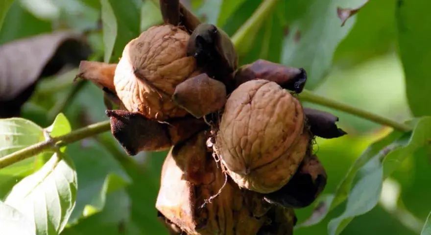 Noci mature pronte per la raccolta, pendono da un noce albero. Le foglie verdi fanno da sfondo.