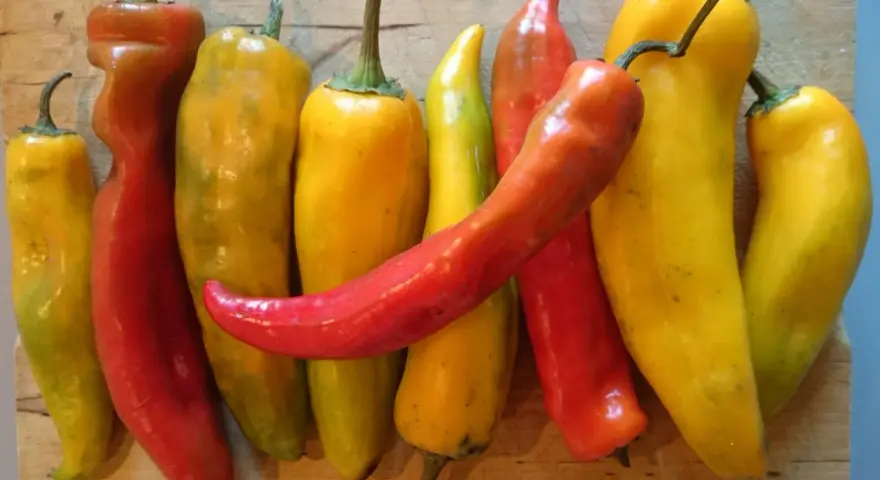 Varietà di peperoni bue, alcuni rossi e altri gialli, disposti su un tagliere di legno. Attenzione, i peperoni bue sono piccanti!