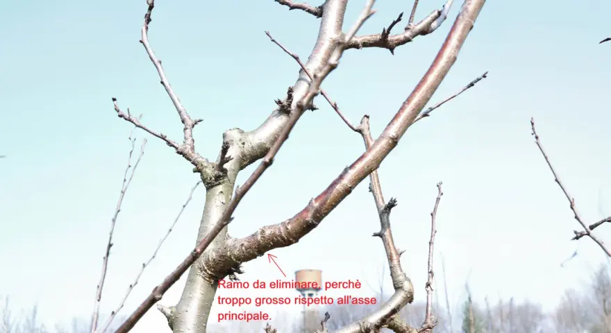 Schema potatura alberi da frutto: ramo troppo grosso rispetto all'asse principale da eliminare.