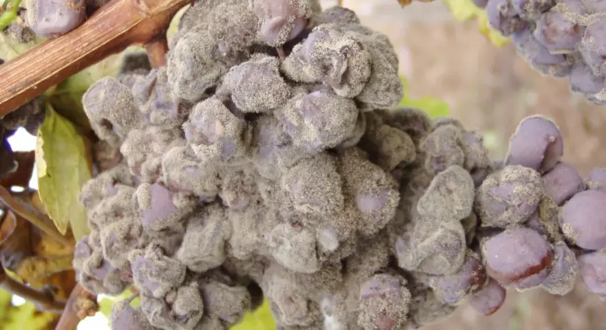 Grappolo d'uva colpito da muffa grigia, con acini viola ricoperti da una polvere biancastra.