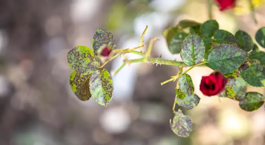 Foglie di rosa con macchie scure, sintomi di malattie fungine.